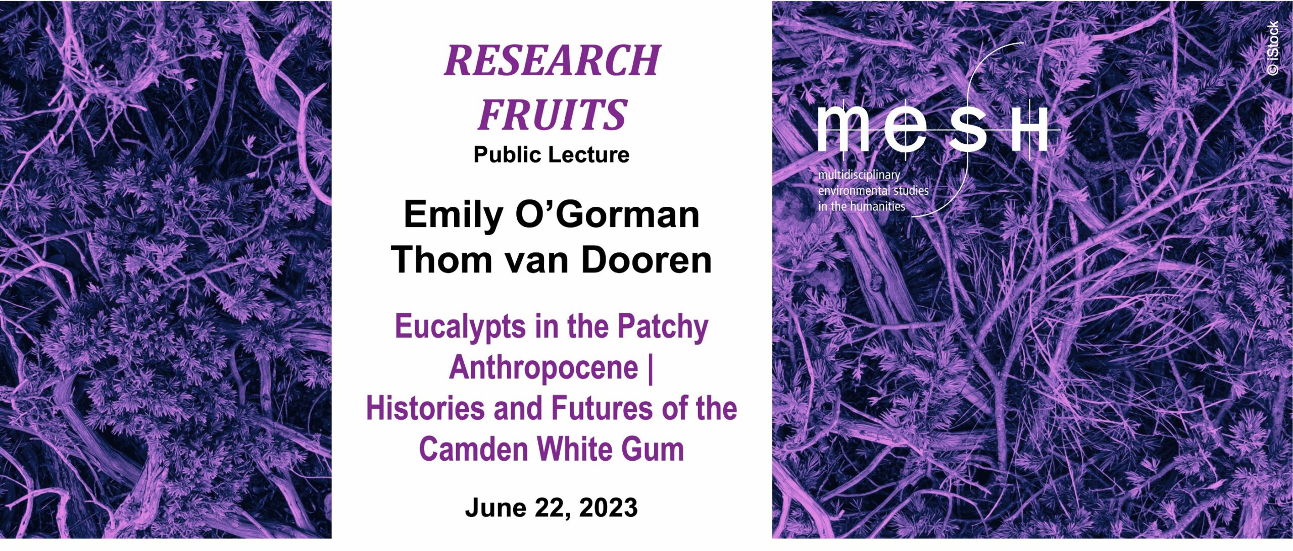 MESH Research Fruits - Public Lecture: Eucalypts in the Patchy Anthropocene | Histories and Futures of the Camden White Gum