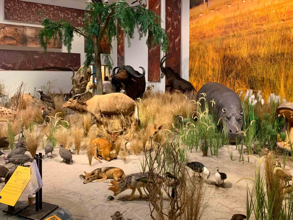 photo taken at the exhibition “The Hare is the Death of the Hunter Culture and Nature of Southern Africa”
