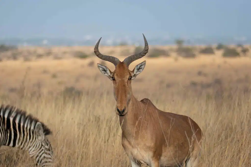 a gazelle in a national park