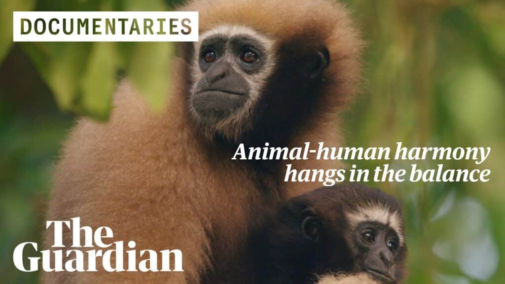 thumbnail of a the guardian documentary on human-primate interaction in india