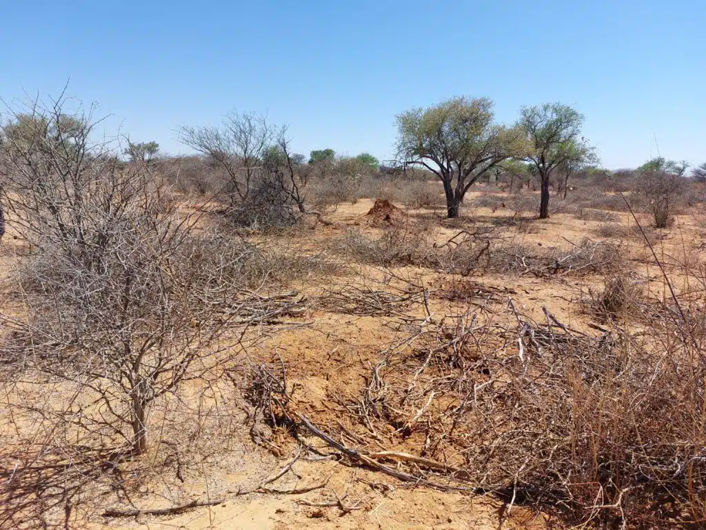 image taken in okovimboro conservancy, Namibia